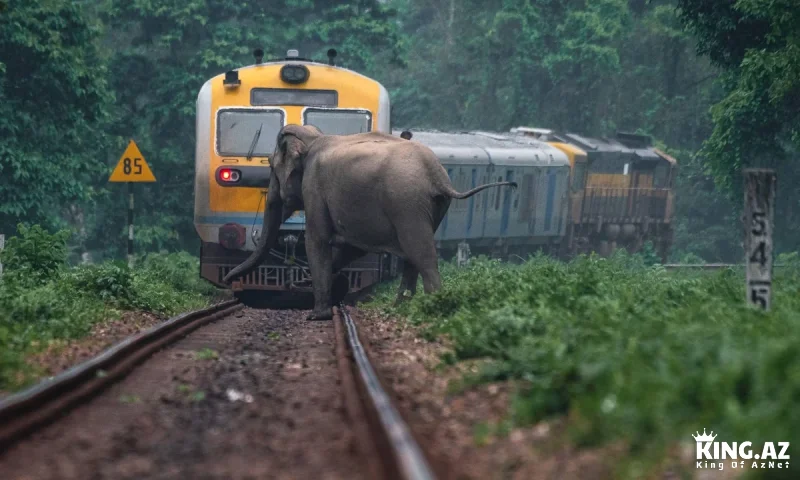 Hindistanda qatar fil sürüsü ilə toqquşdu