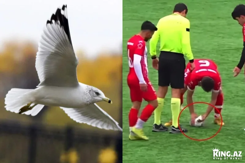 Türkiyədə futbolçunun topla vurduğu qağayı xilas edildi