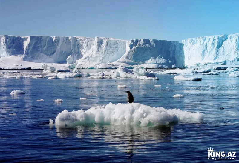 Antarktidanın buz örtüyü 2100-cü ilə qədər 20% azalacaq